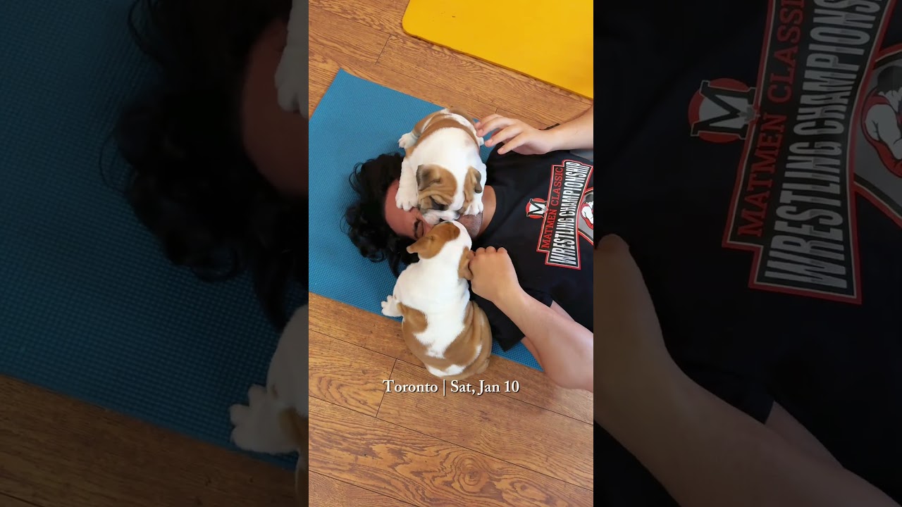 English Bulldog Puppy Yoga is coming soon! 