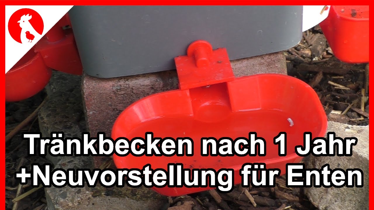 F180 DIY Hühnertränken Fazit + Neuvorstellung für Enten/Gänse -  Jensman and the Huhns