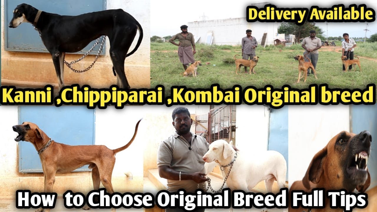 how to choose Rajapalayam chippiparai  kanni  and Kombai dogs |Original breeder Tips
