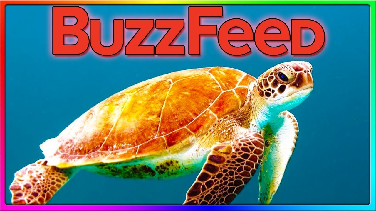 How Hot is ShadowBeatz | BuzzFeed Funny Quizzes