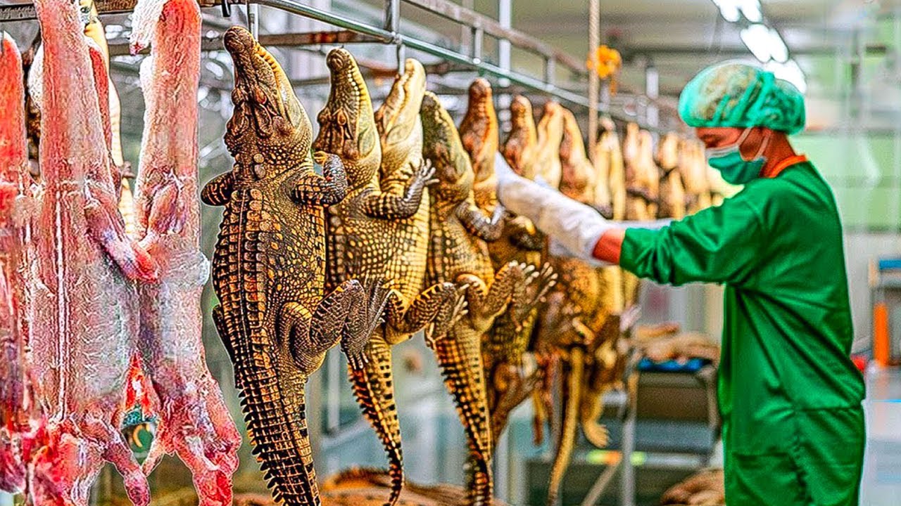Modern Crocodile Raising & Crocodile Meat Processing Method - Camel & Ostrich Farming In The Desert