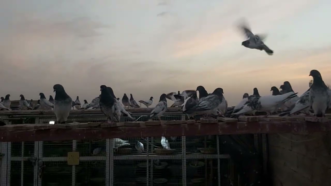 علاج البك