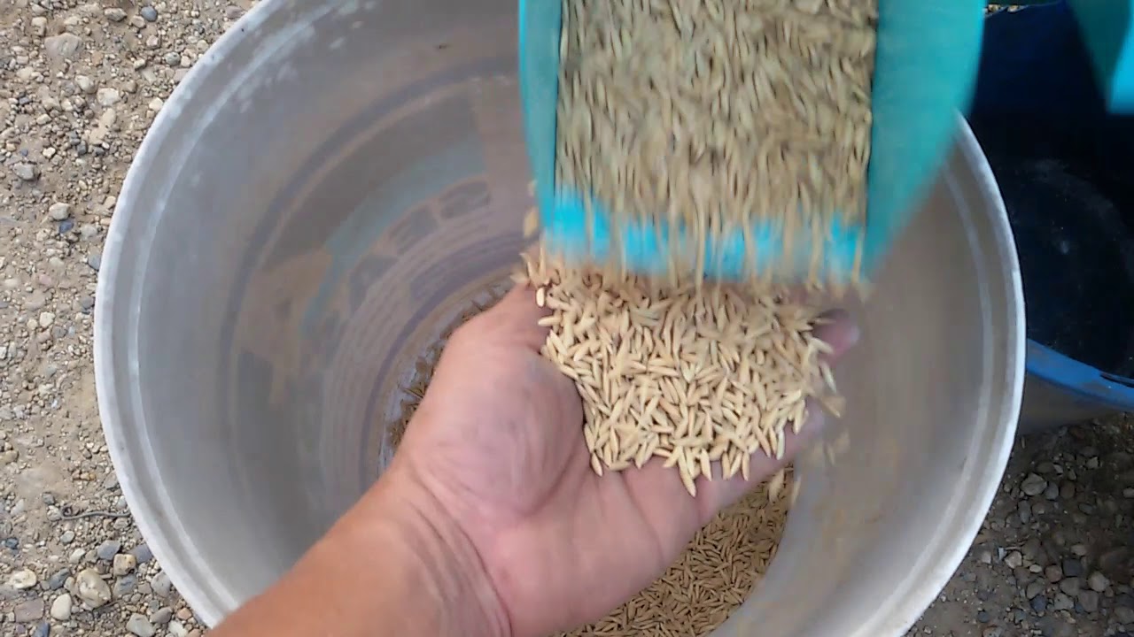 เครื่องทำความสะอาดเมล็ดพันธุ์ข้าวเปลือก