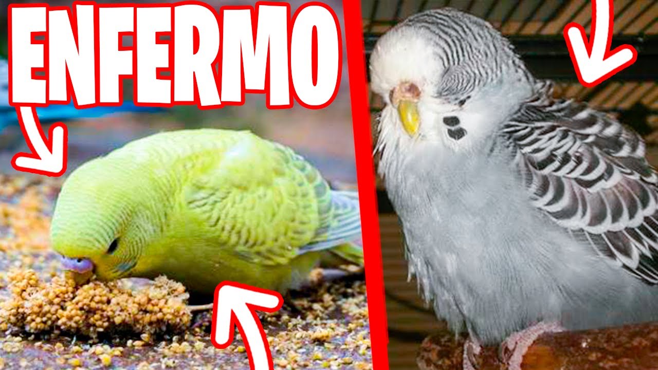 COMO SABER SI UN PERIQUITO ESTA ENFERMO