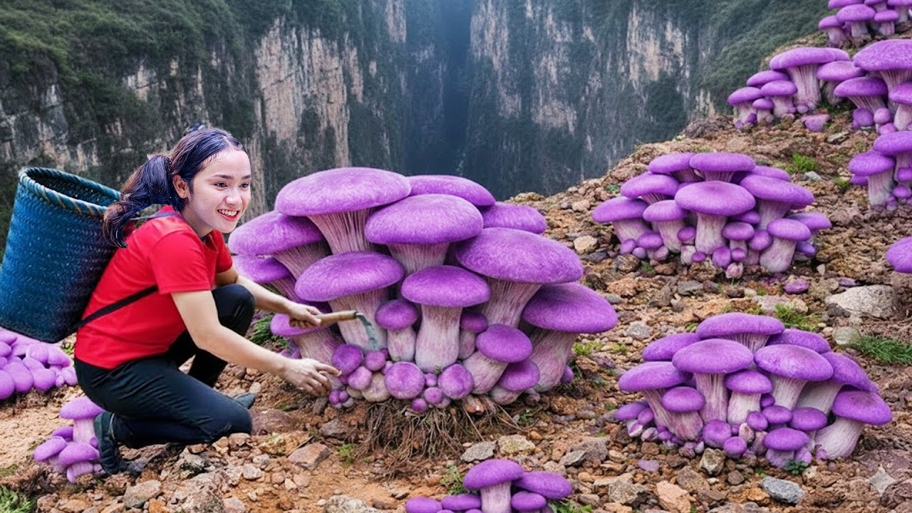 Harvest Wild Dinosaur Mushrooms Grow on Mountain Forest Goes to market Sell | Susan Daily Life
