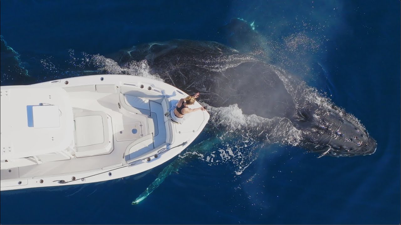 Giant Whale Plays Peek-a-Boo with a Lucky Girl in San Diego!
