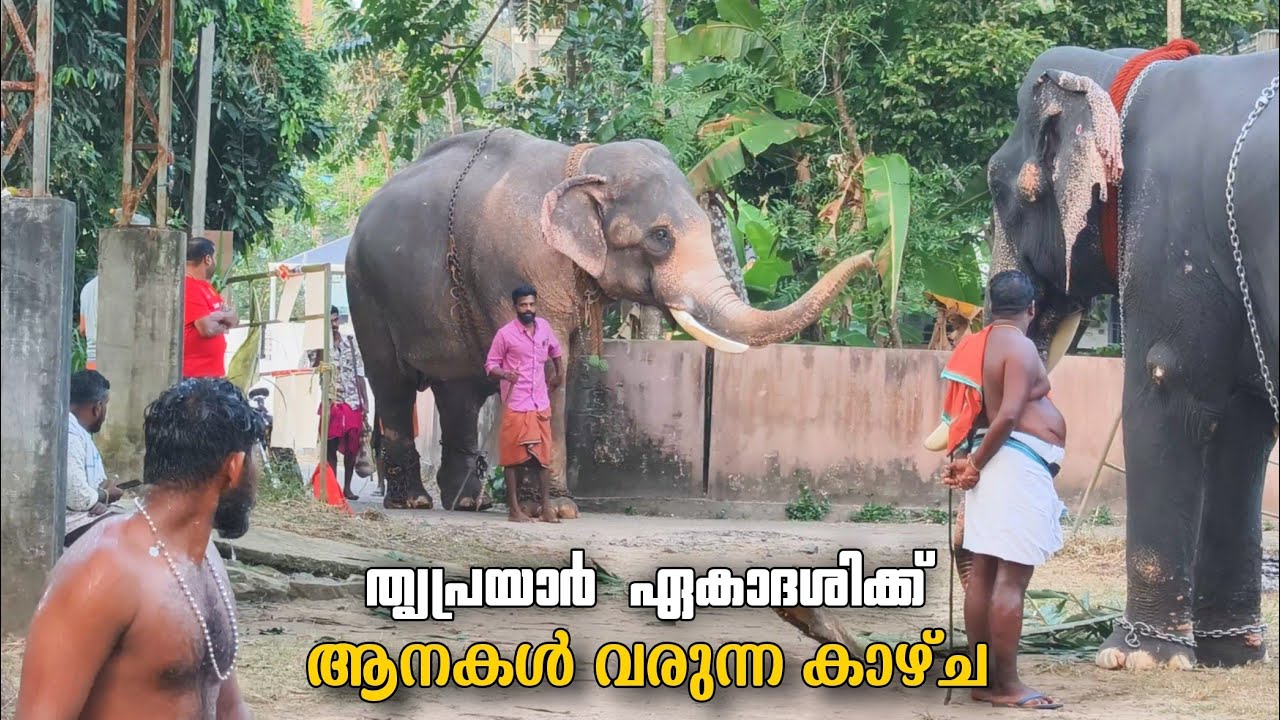 തൃപ്രയാർ ഏകാദശിക്ക് ആനകൾ എത്തിച്ചേരുന്ന കാഴ്ച😍🥰 Thriprayar Ekadashi 2025 #kerala #elephant