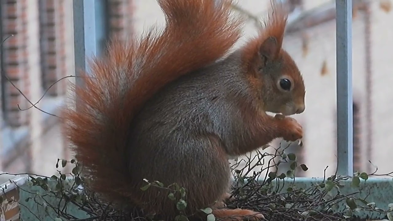 Tagträume🐿️Turbulenter Start