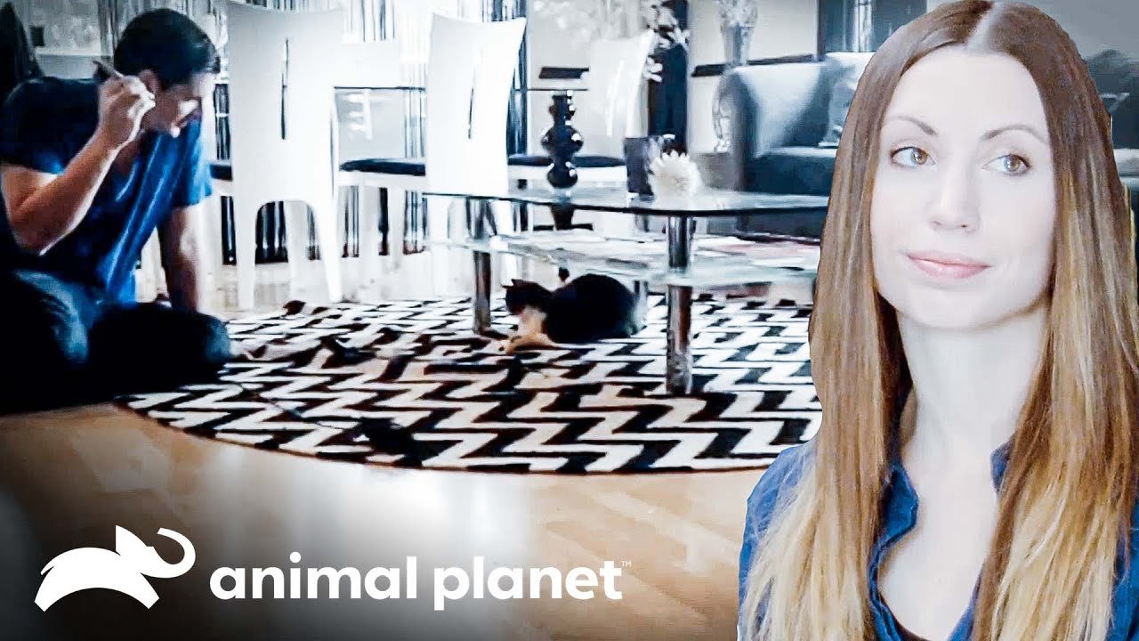 Jackson logra que Tosh se adapte a su hogar  | Mi gato endemoniado  | Animal Planet