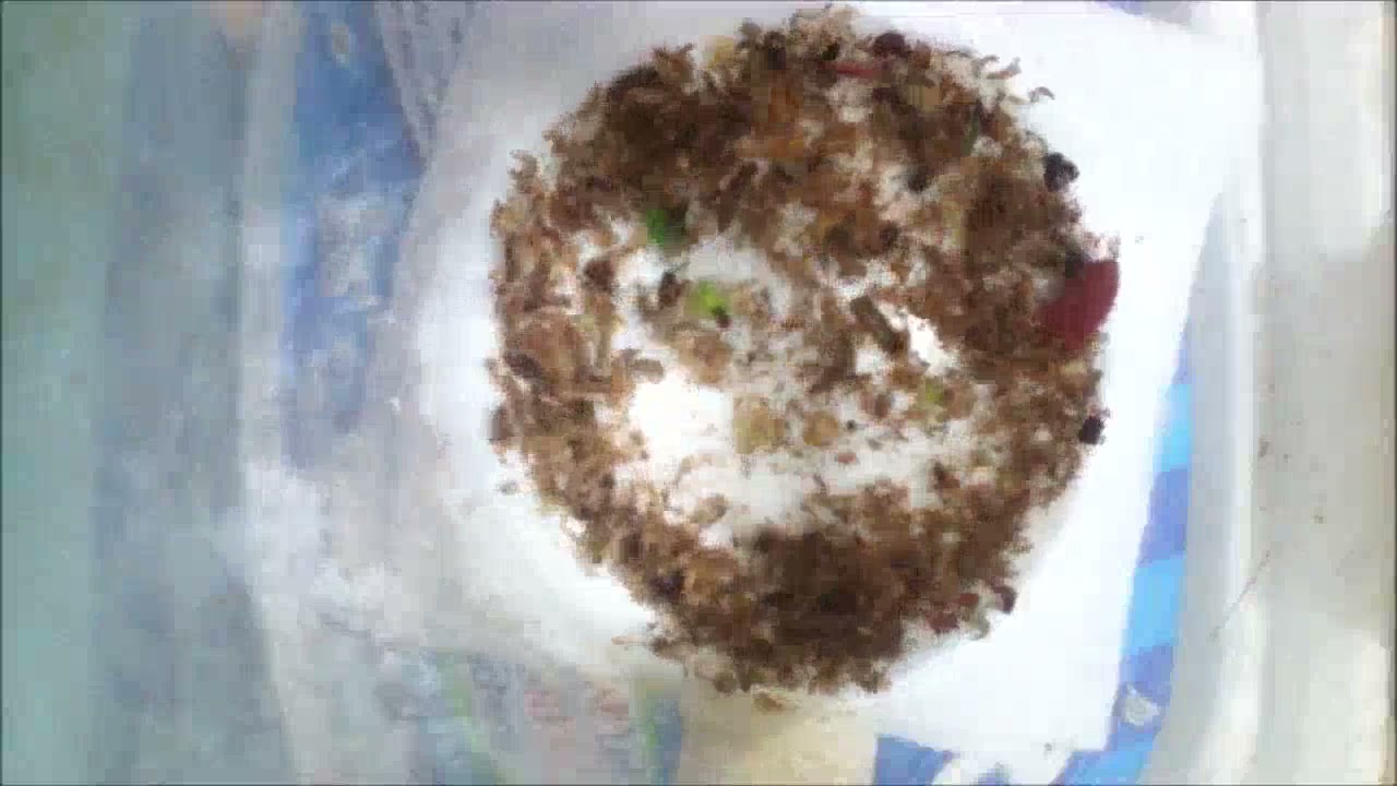 Dermestes lardarius Larvae April 27th 2021 Part #2 1