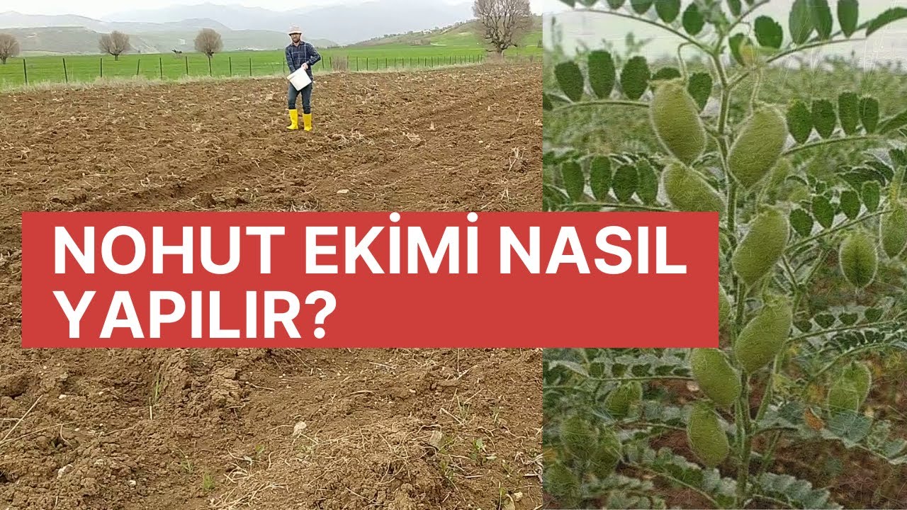 BAHÇE İŞLERİ-NOHUT EKİMİ