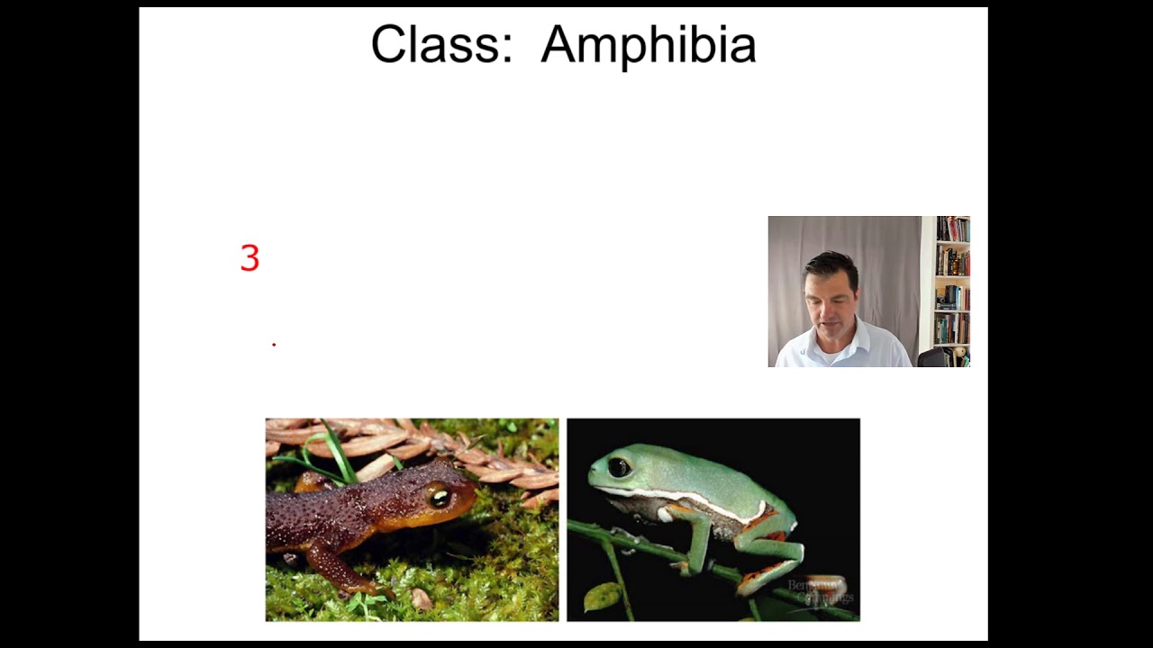 chordate lecture 3 amphibia