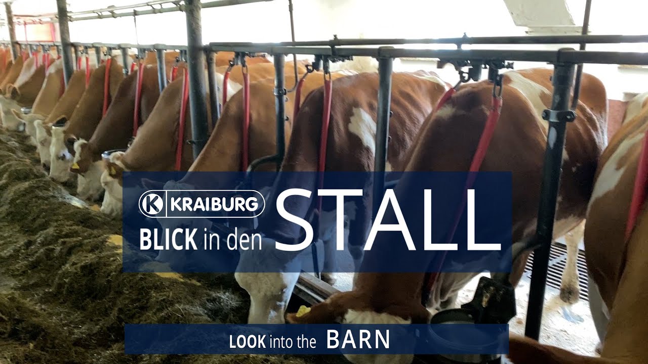 Kombihaltung – Blick in den Stall