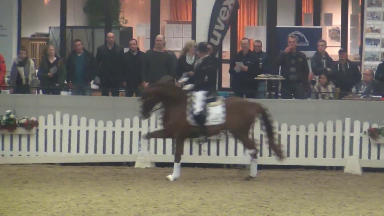 BARON & Kathrin Sudh&ouml;lter - Privathengstschau M&uuml;nster-Handorf 2017