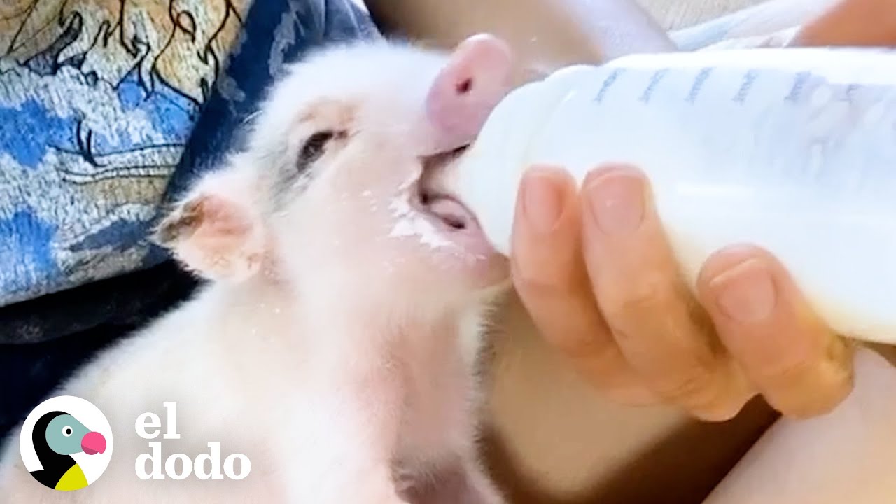 Cerdito pequeñito es encontrado en un transportador de mascotas en un garaje | El Dodo