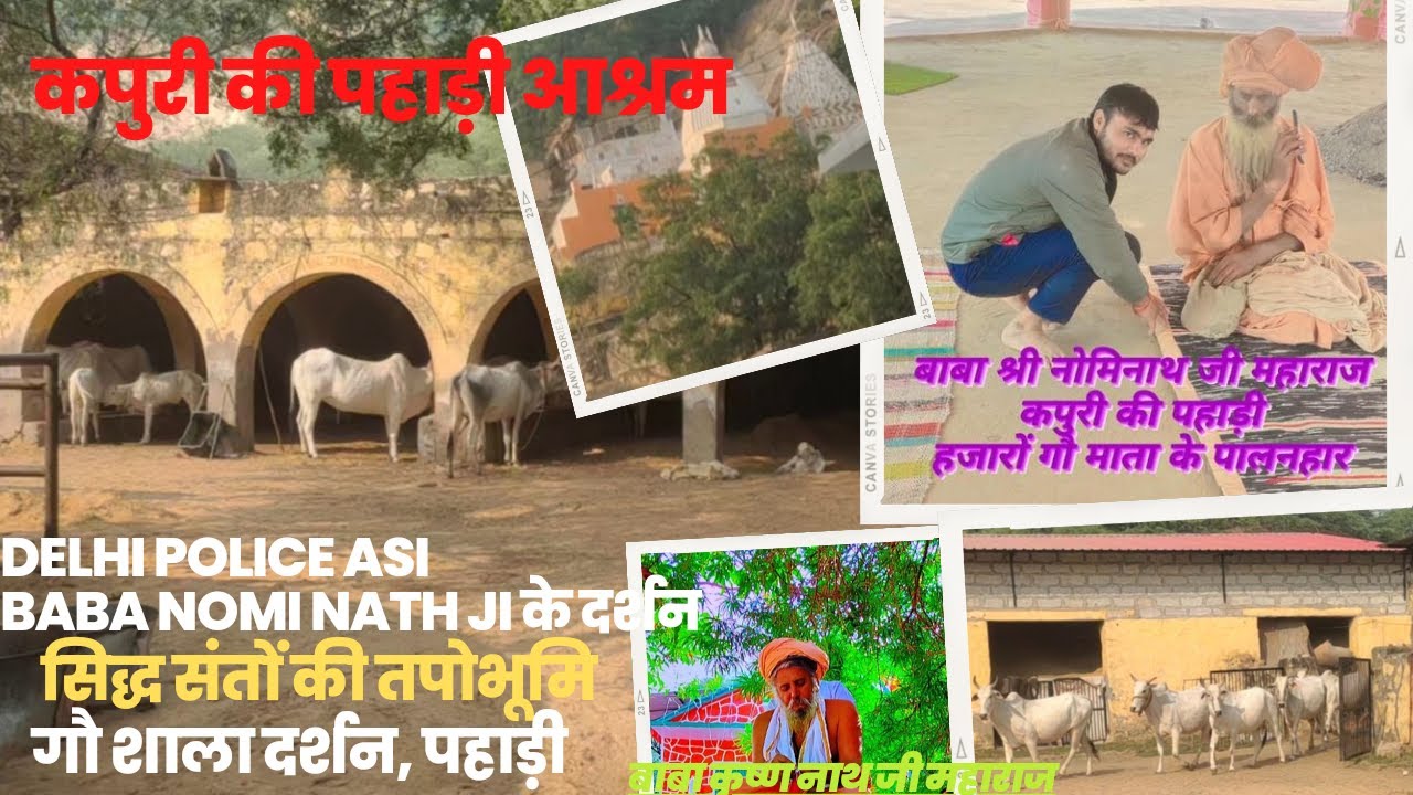 कपुरी की पहाड़ी गौशाला भ्रमण। हजारों की संख्या में रहती हैं गौ माता, गिर गाय