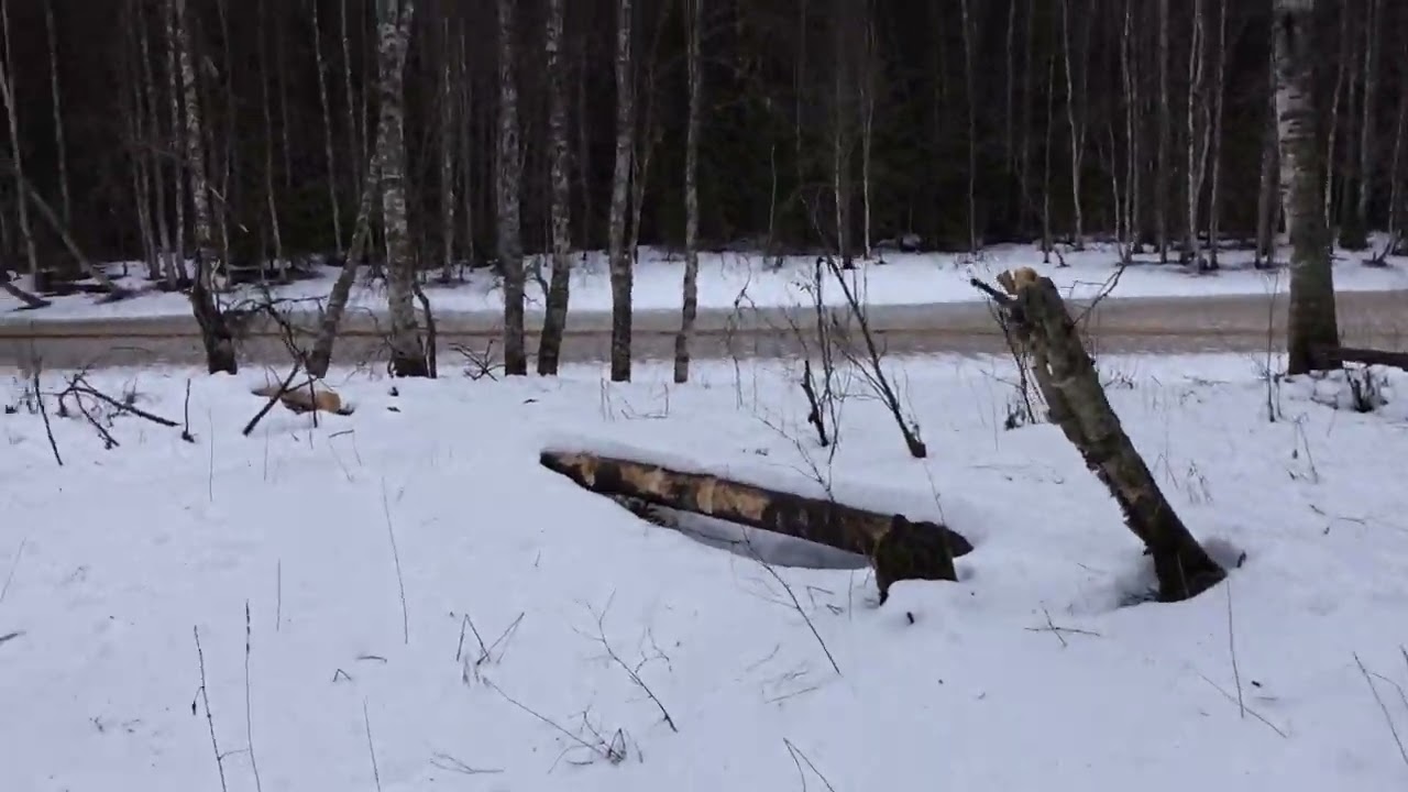 Majava paikka 1