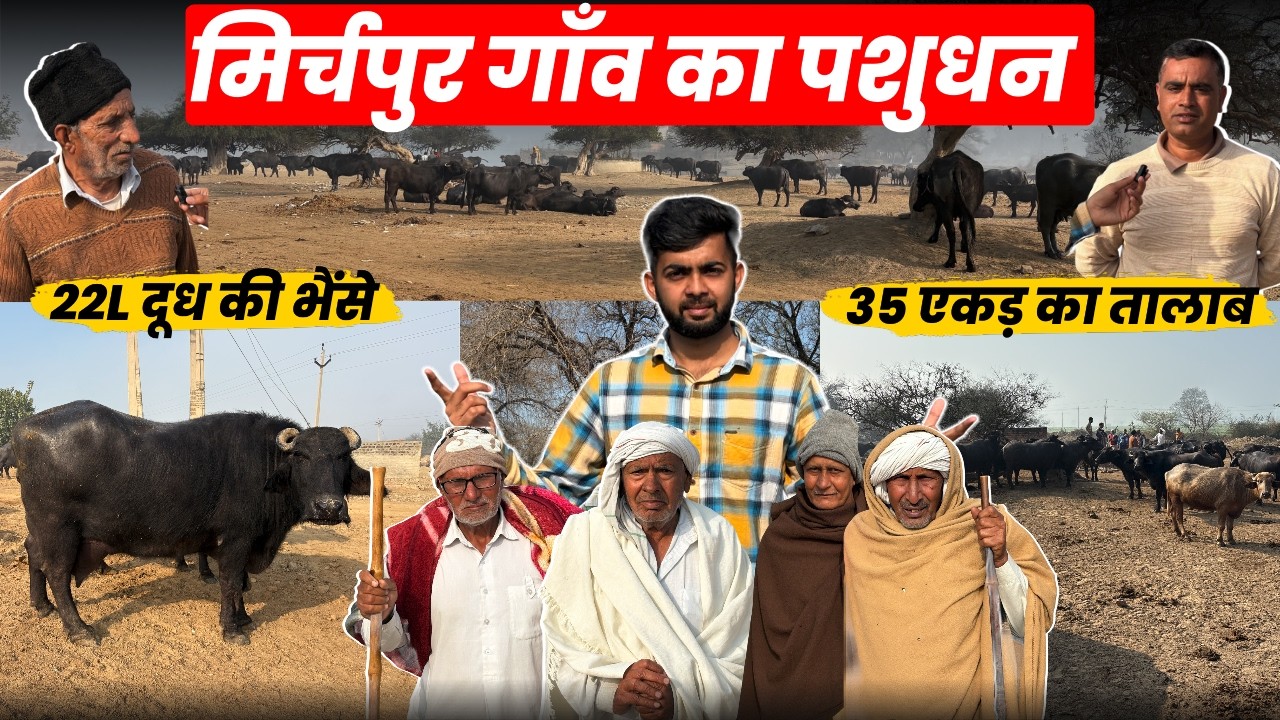 2500 Murrah Buffalo Story Of Village Mirchpur,Buffalo DairyFarm Business Mota Profit