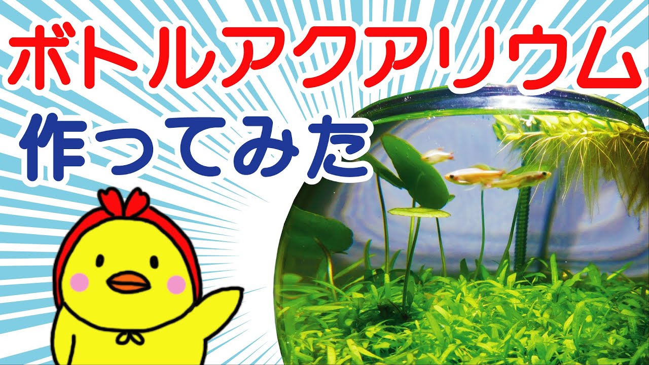 はじめてのボトルアクアリウム　【 アカヒレ ・ ミナミヌマエビ 】