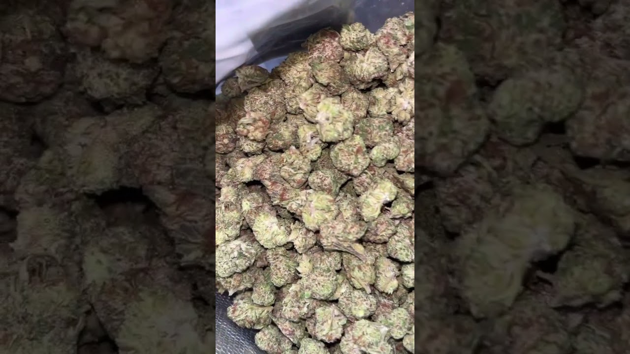 THCA SMALL BUDS REVIEW LEMON CHERRY GELATO pound 400$ use PROMO CODE :MDSUTOGFYWfor big discount!!