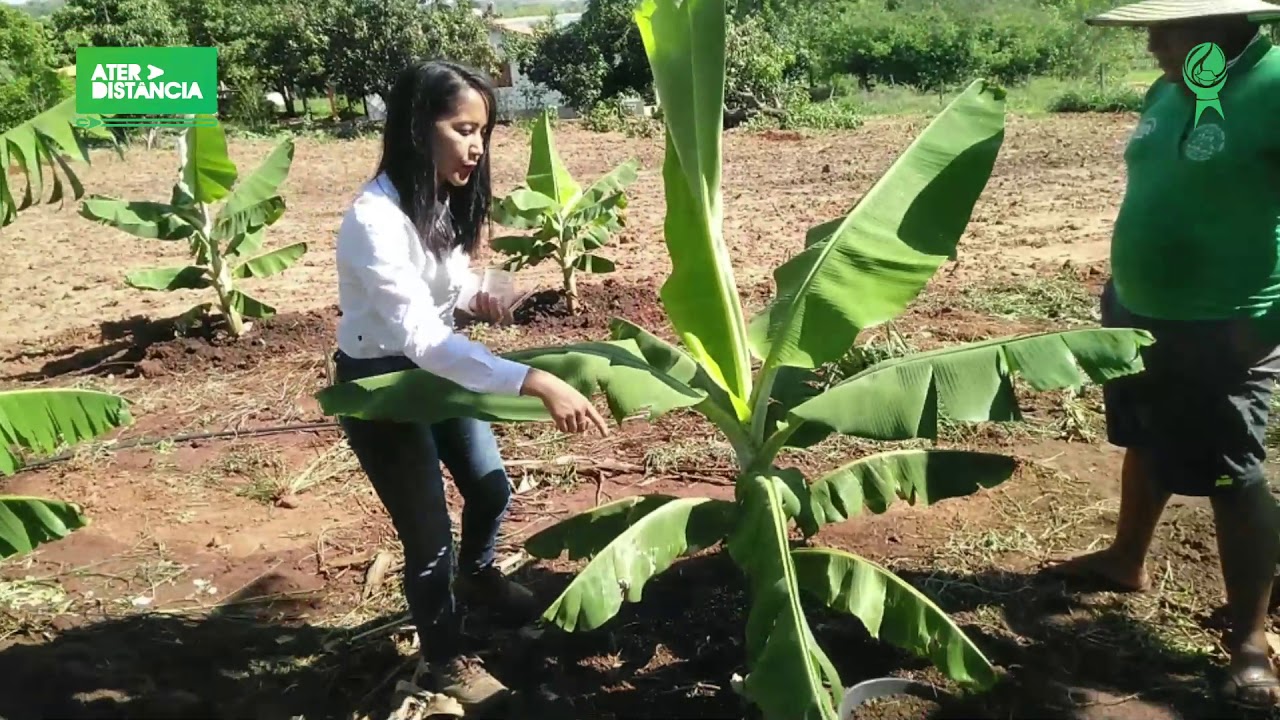 Cultivo de banana - Adubação de Formação e Adubação de Cobertura