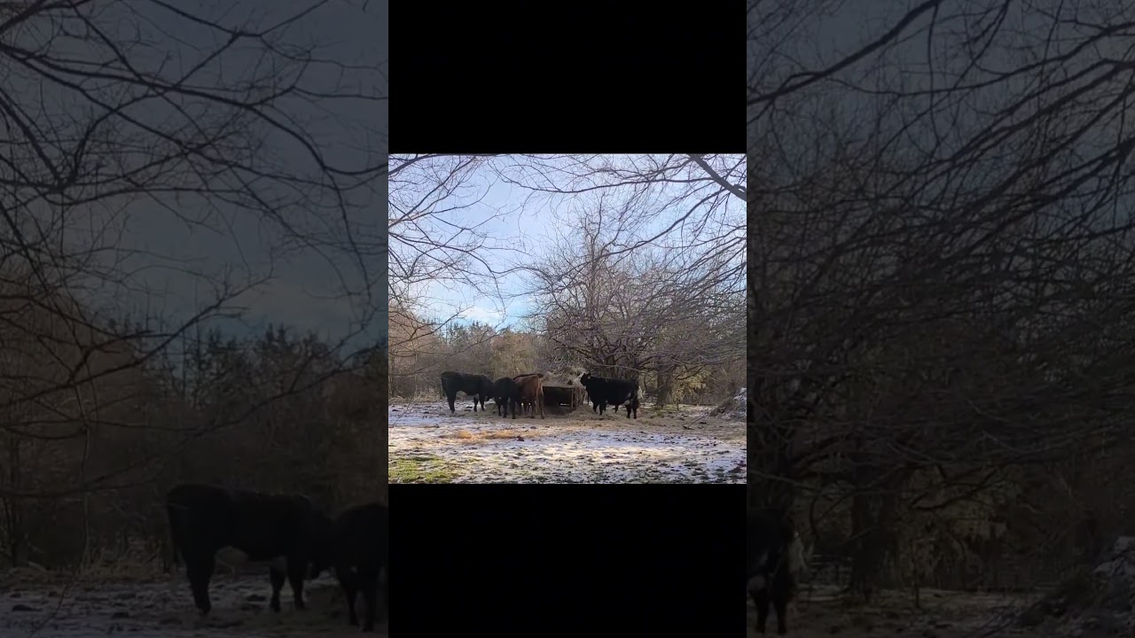 I'm so Tired of These Below Zero Temps #cattle #cold #snow
