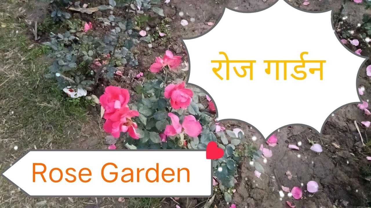 Rose garden 🌹🌹 चंडीगढ़ #viralvideo #song 