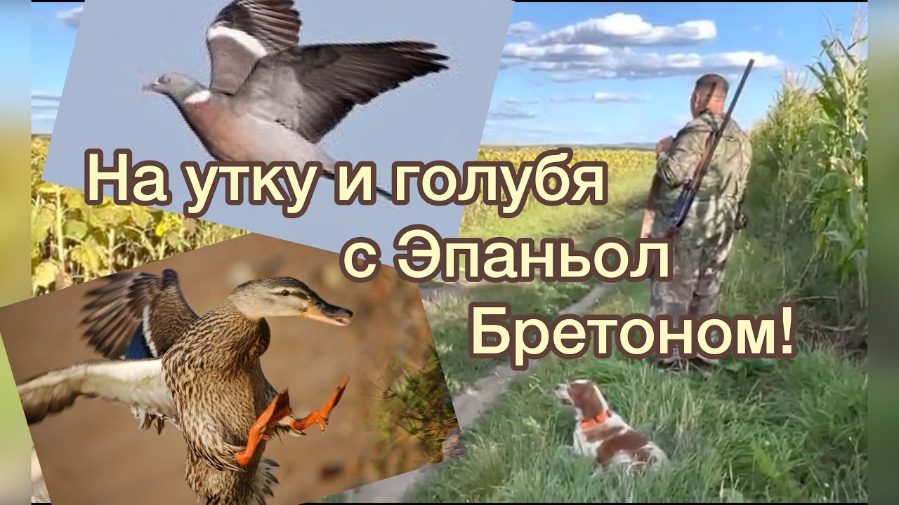 На утку и голубя с Эпаньол Бретоном!