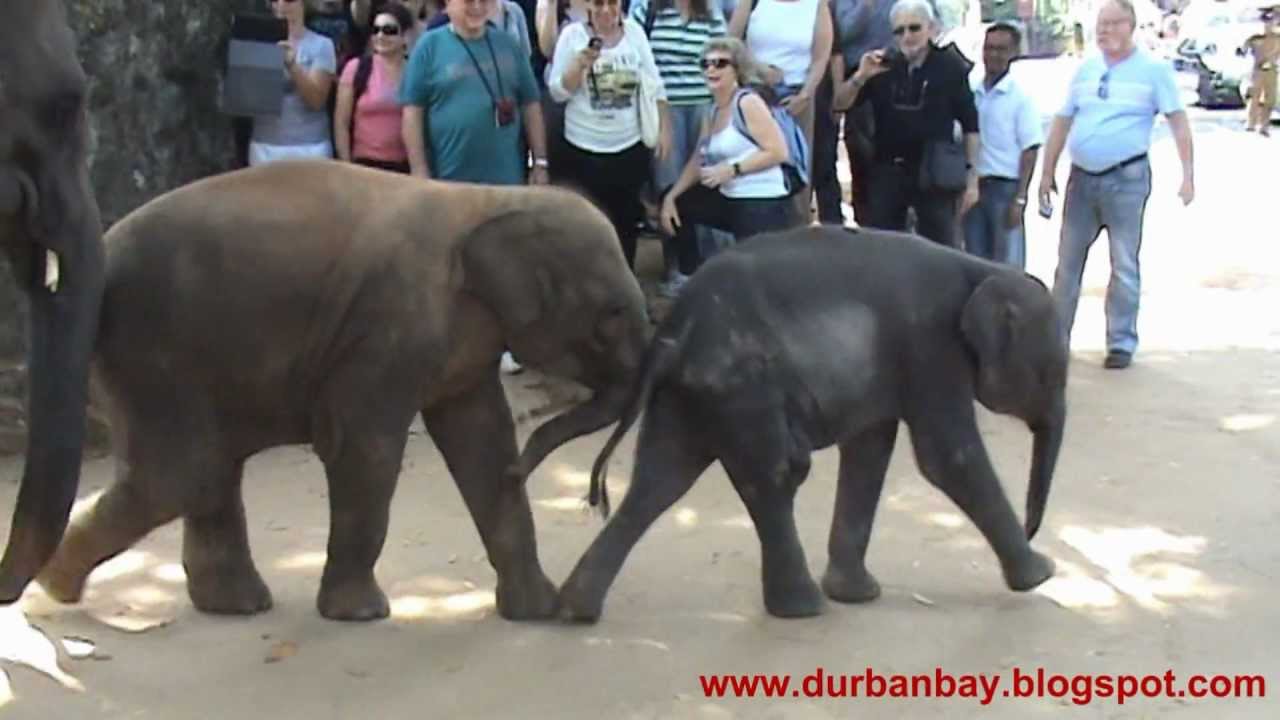 Pinnawala Elephant Orphanage, Sri Lanka 2012