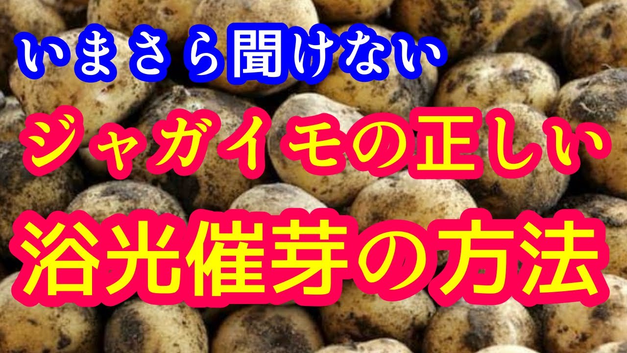 【ジャガイモ】9割の人が間違っている『正しい浴光催芽』の仕方を詳しく解説します。芽出しで今後の成長が決まります！