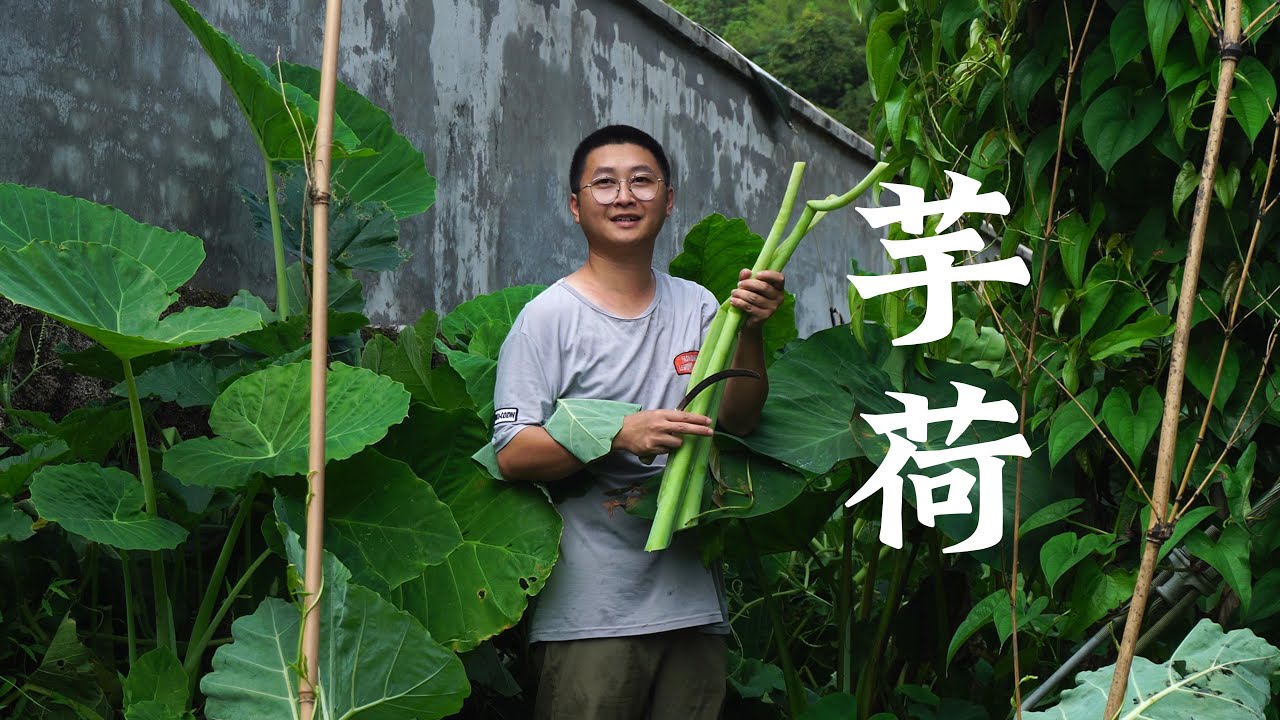 From Pig Food to DELICACY! Homemade Sour Taro Stems in 7 Days! 🔥 Perfect w/ Stir-Fried肥肠!