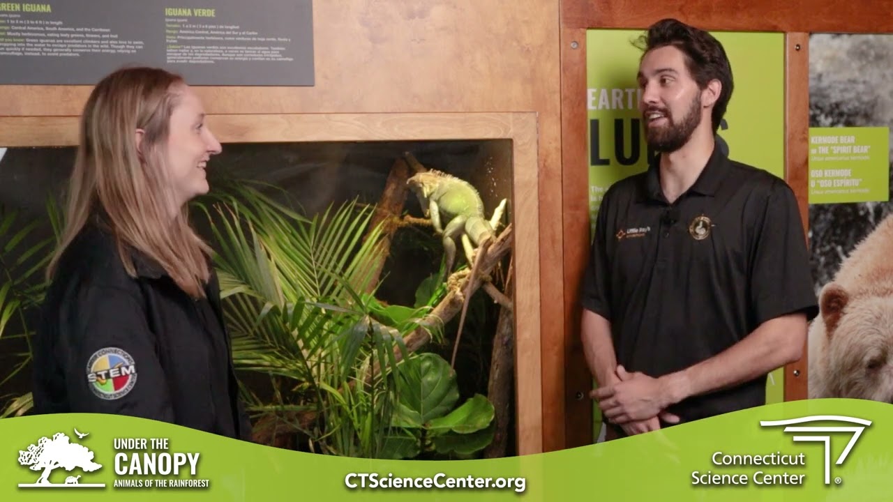 Meet the Animals: Piccolo the Green Iguana