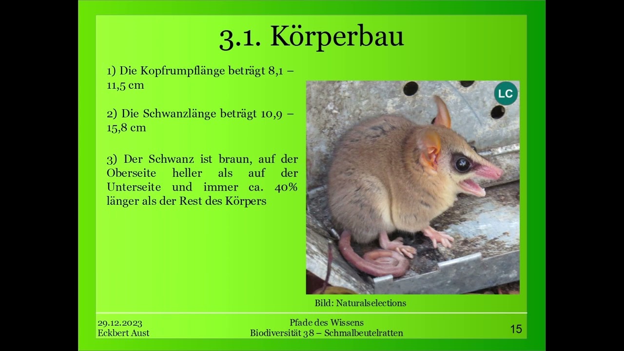Schmalbeutelratten (Gracilinanus) Teil 1/2 - Biodiversität 38