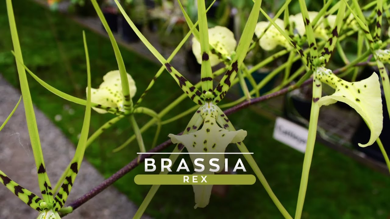Orquídea Brassia Rex