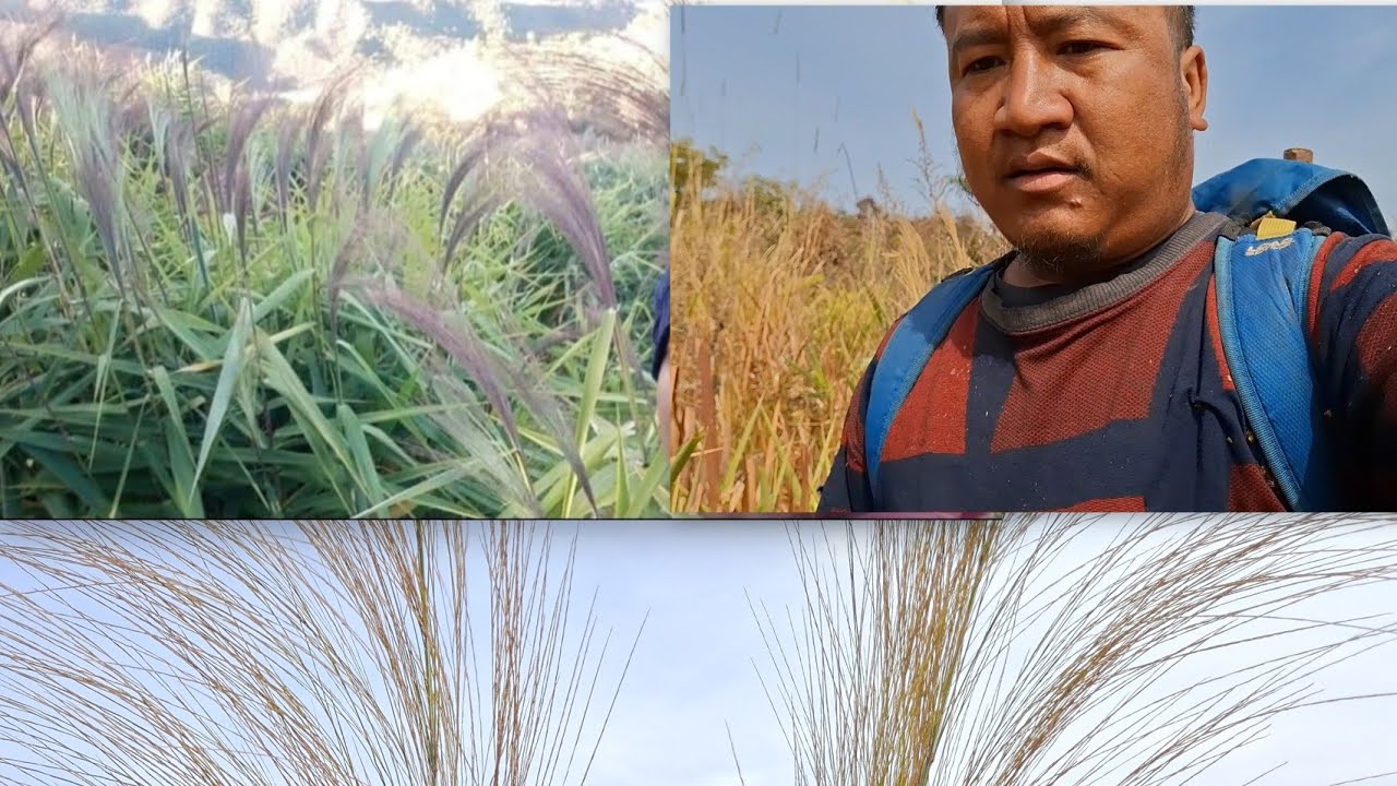 VISITING BROOMSTICK  FARM AFTER LONG TIME.MUNTHEH LEI KAGAVIL JAPME.