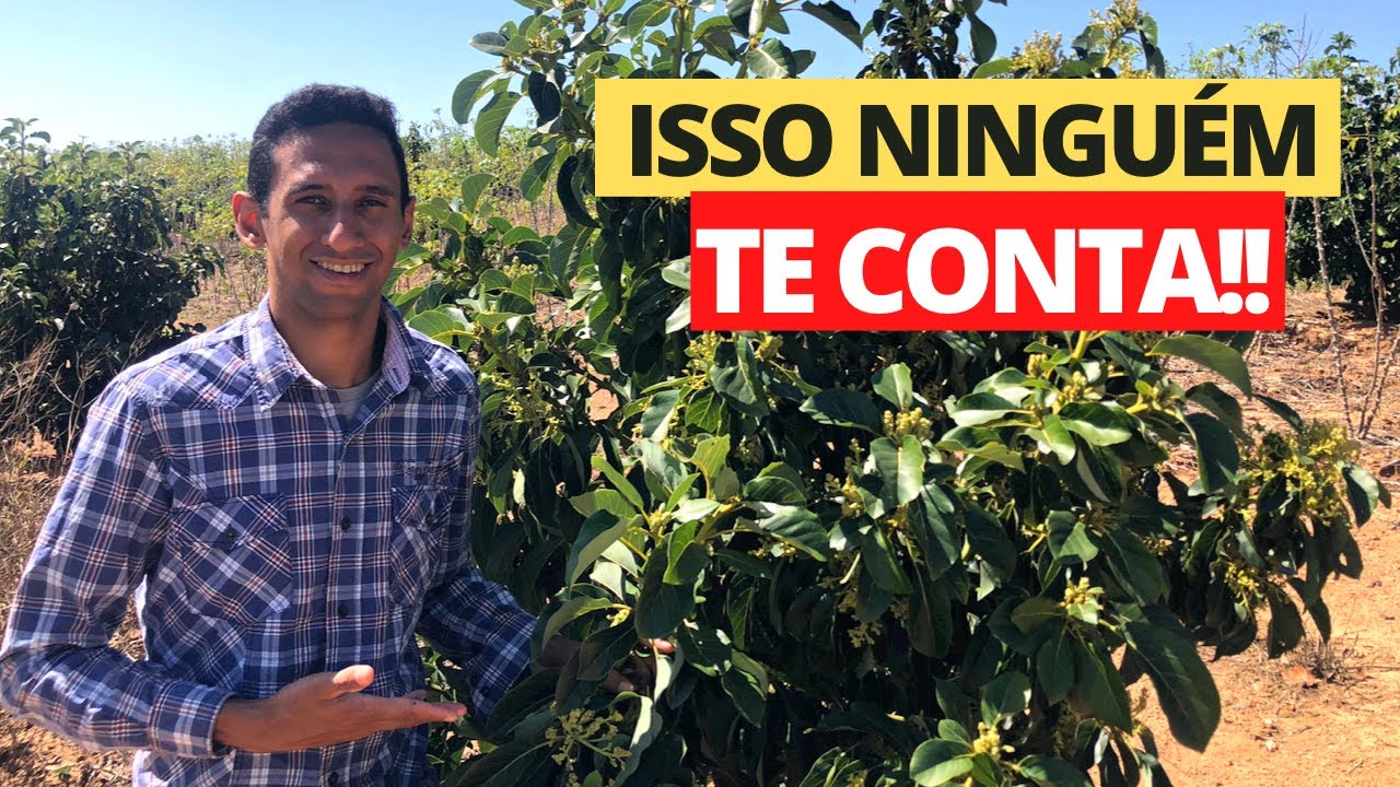ORIENTAÇÕES PARA O CULTIVO DO ABACATE!