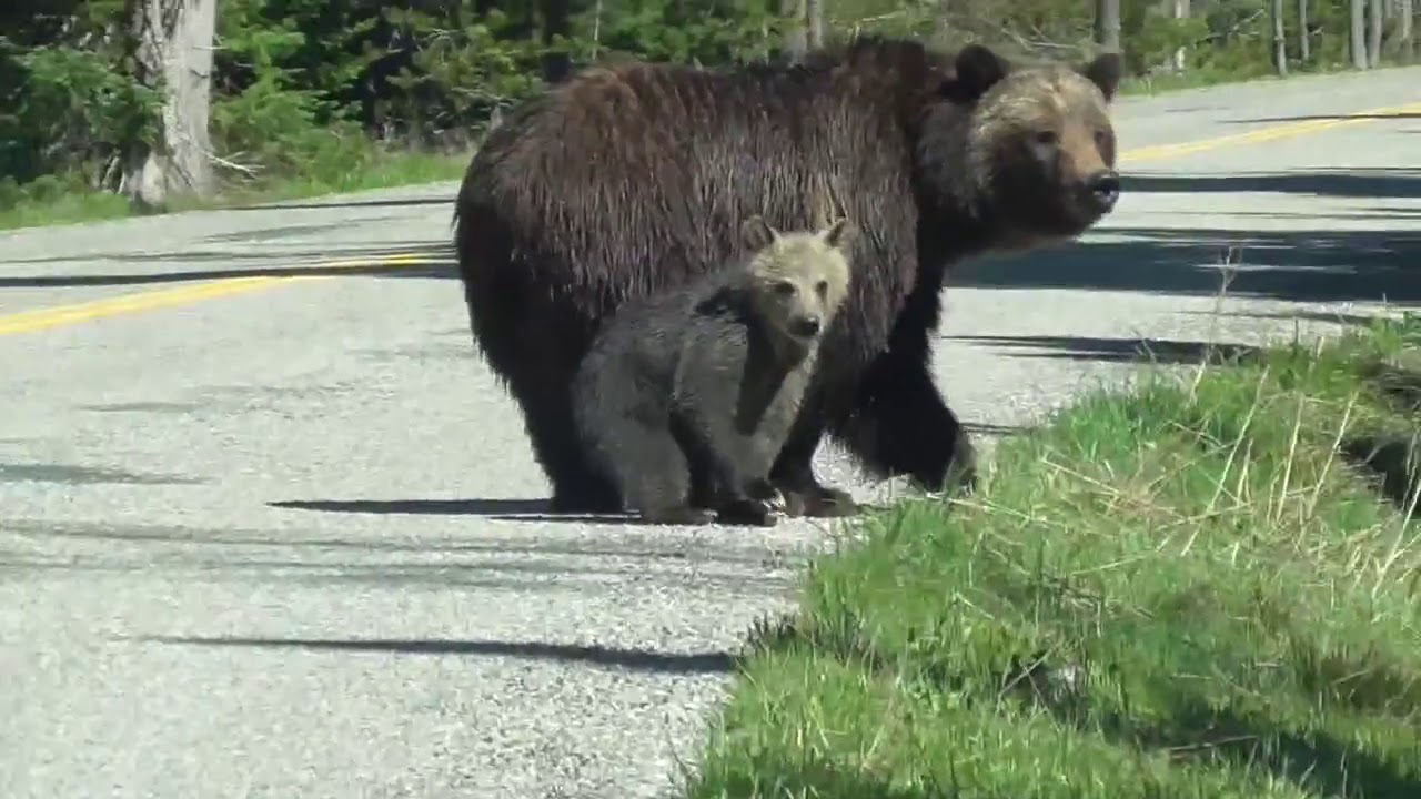 Grizzlybear 399 and snowy her cub