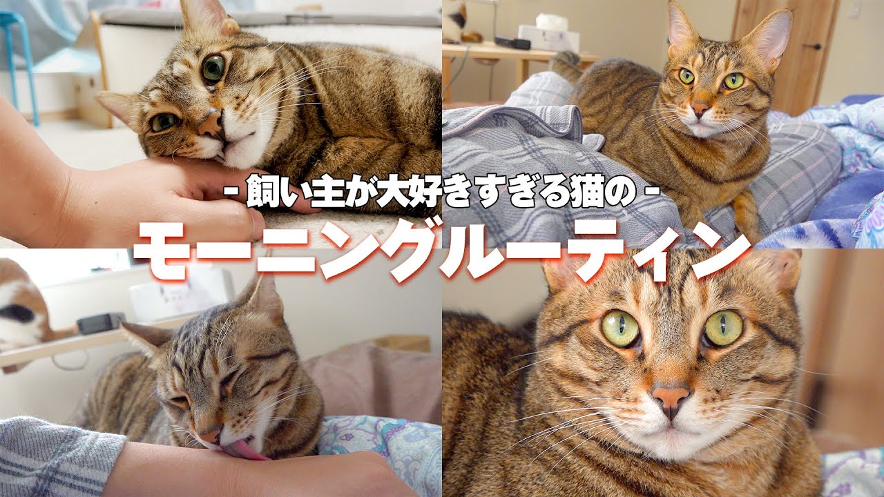 飼い主のことが大好きすぎる猫のラブラブなモーニングルーティン