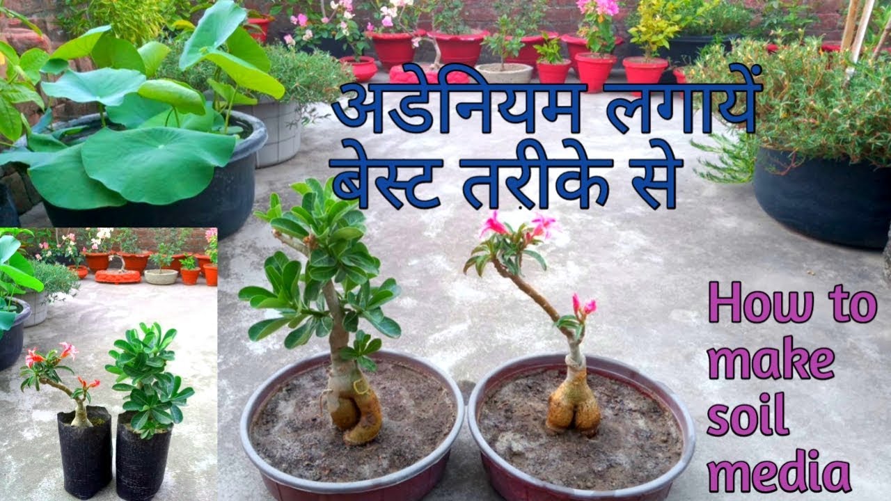 अडेनियम को नर्सरी से लाने के बाद कैसे लगायें