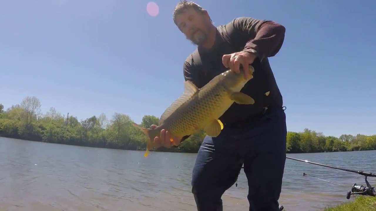Carp Runs and Pulls My Rod and Reel into the Water