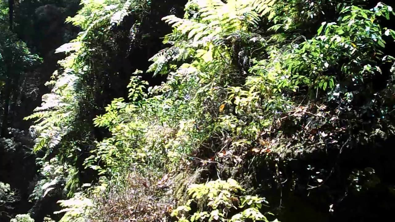 La-Palma-Lorbeerwald