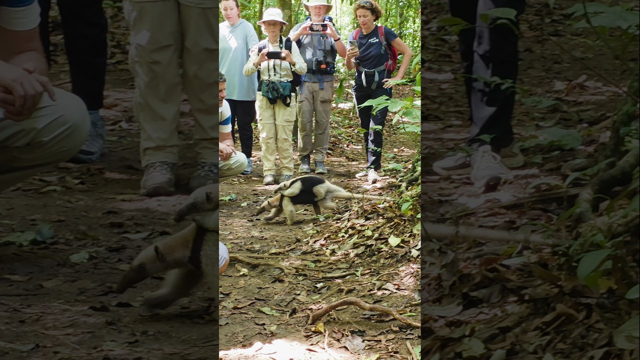 &iexcl;Impresionante lo que podemos disfrutar en Costa Rica! 🇨🇷❤️🙏👌