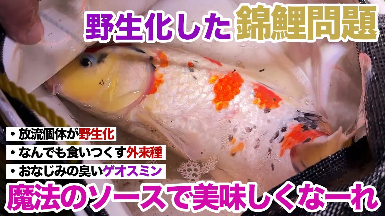野生化した錦鯉、臭いけど魔法のソースで美味しくなる！？