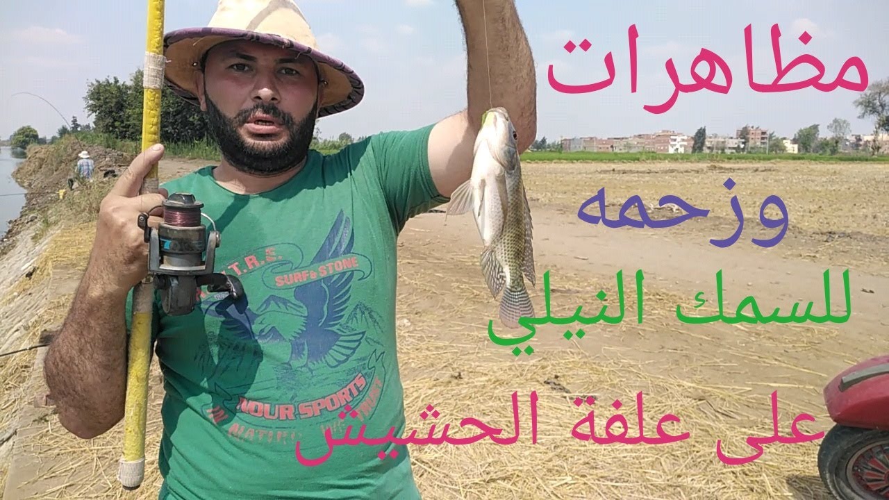 مظاهرات حماسيه من سمك البلطي للمطالبه بحقه في دور الحشيش😁 اليوم الثالث على  والسمك كثير إربع وانصاص