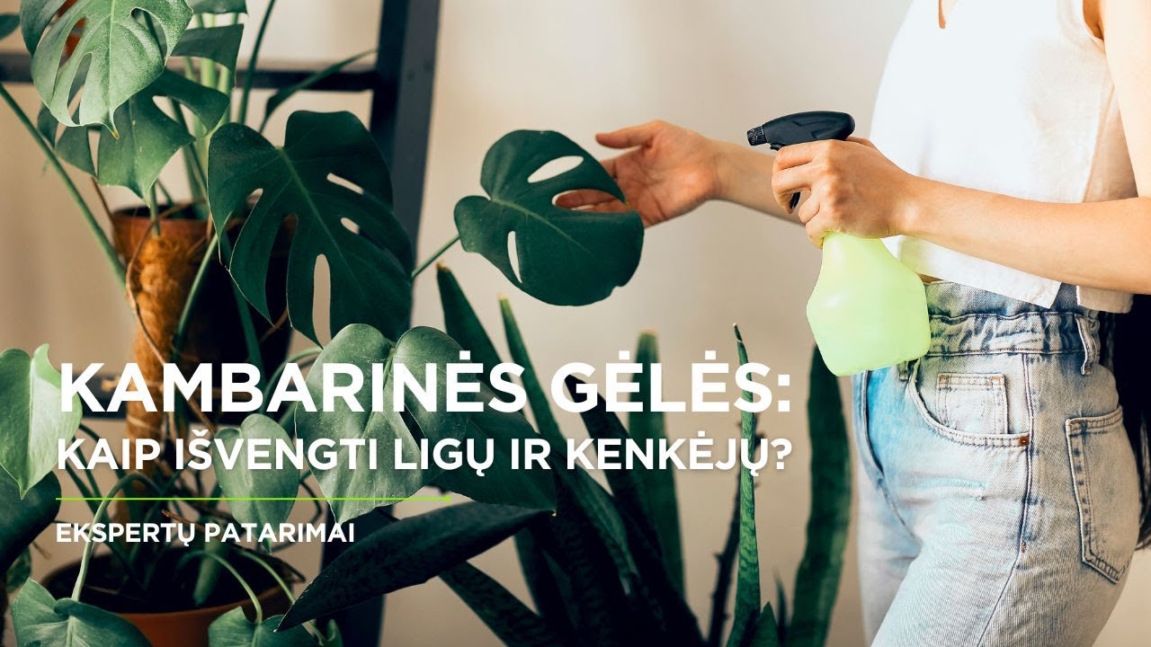 Kaip i&scaron;vengti kambarinių gėlių ligų ir kenkėjų? | Eksperto patarimai + natūralios priemonės