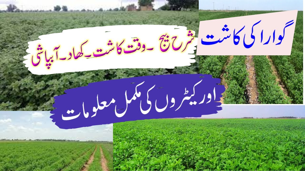 Production Technology Of Cluster Bean|گوارا کی کاشت |Guara Ki Kasht