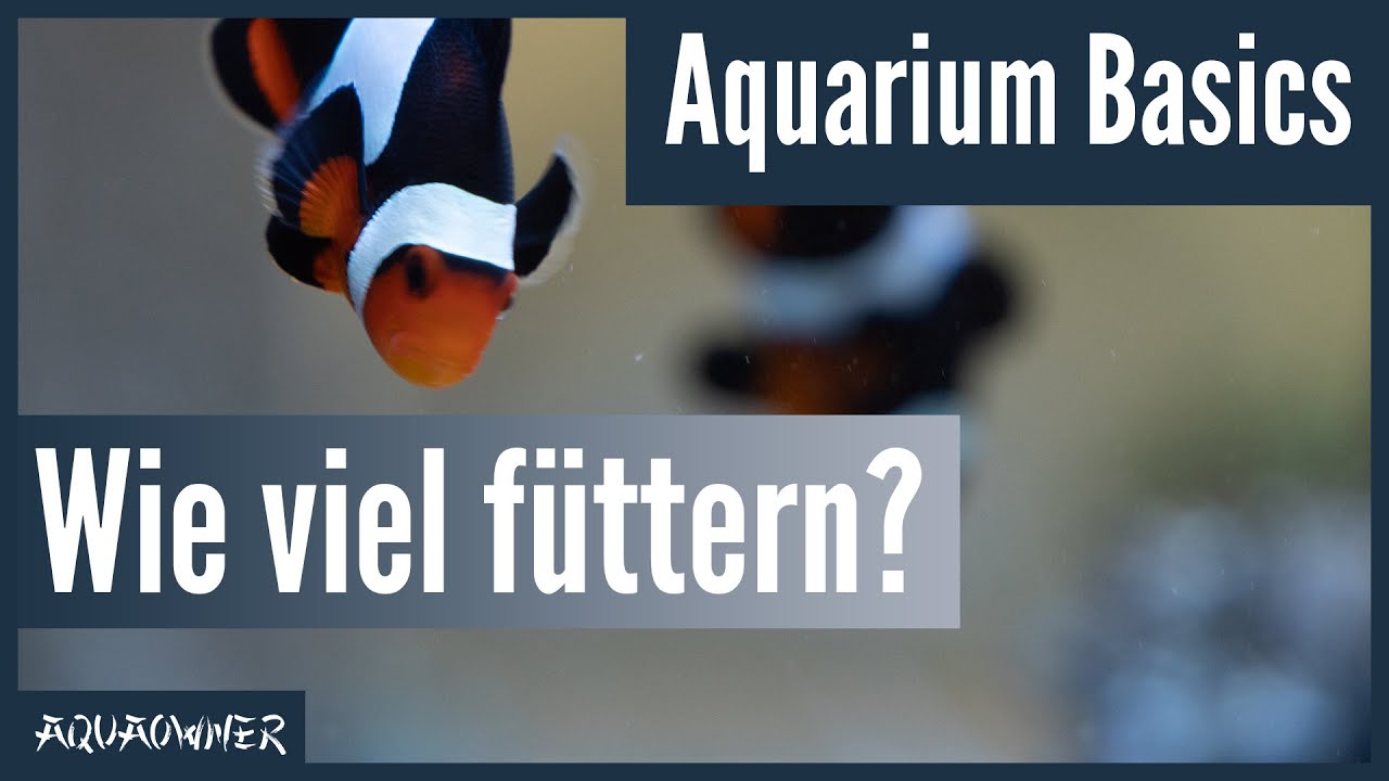 Wie viel muss man füttern? | Aquarium Basics