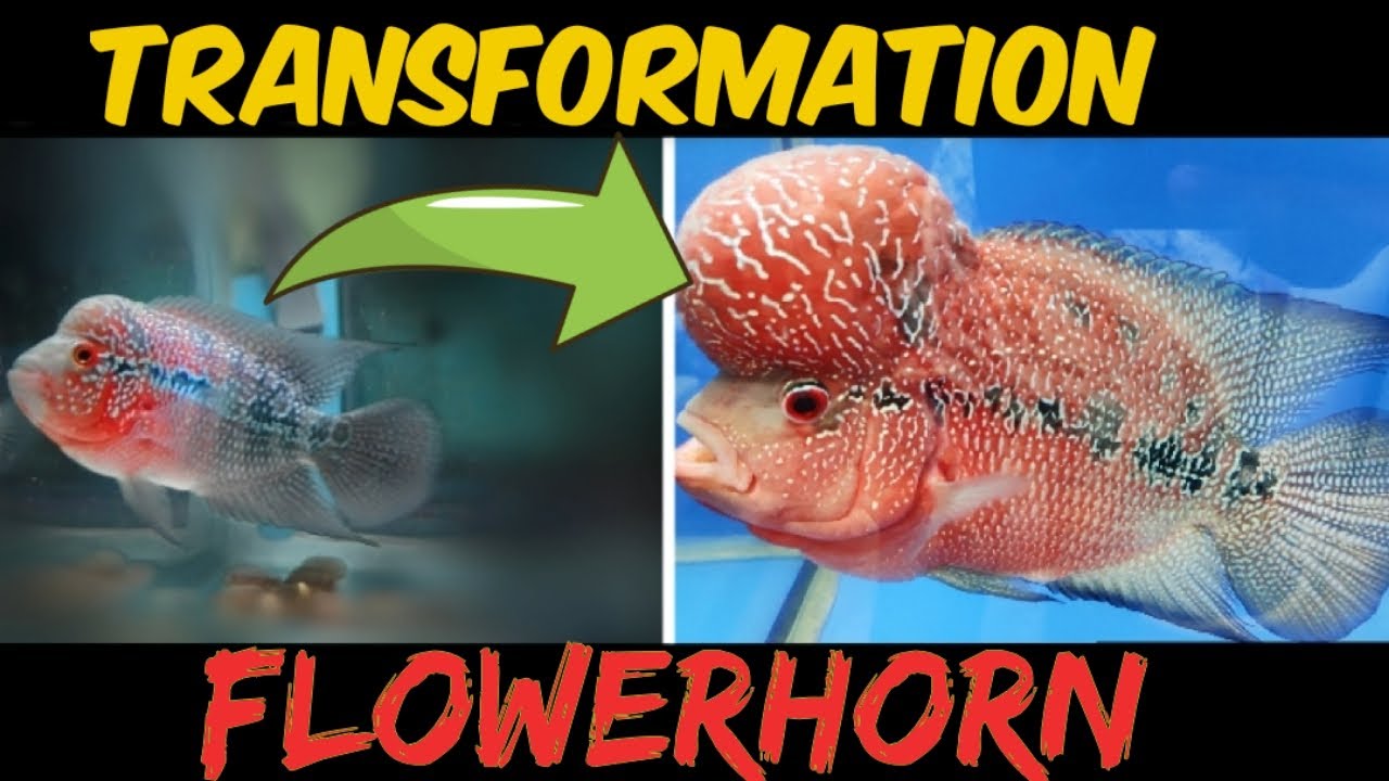 Super Red Dragon (SRD) FLOWERHORN 2YEAR Transformation (Time Lapse)