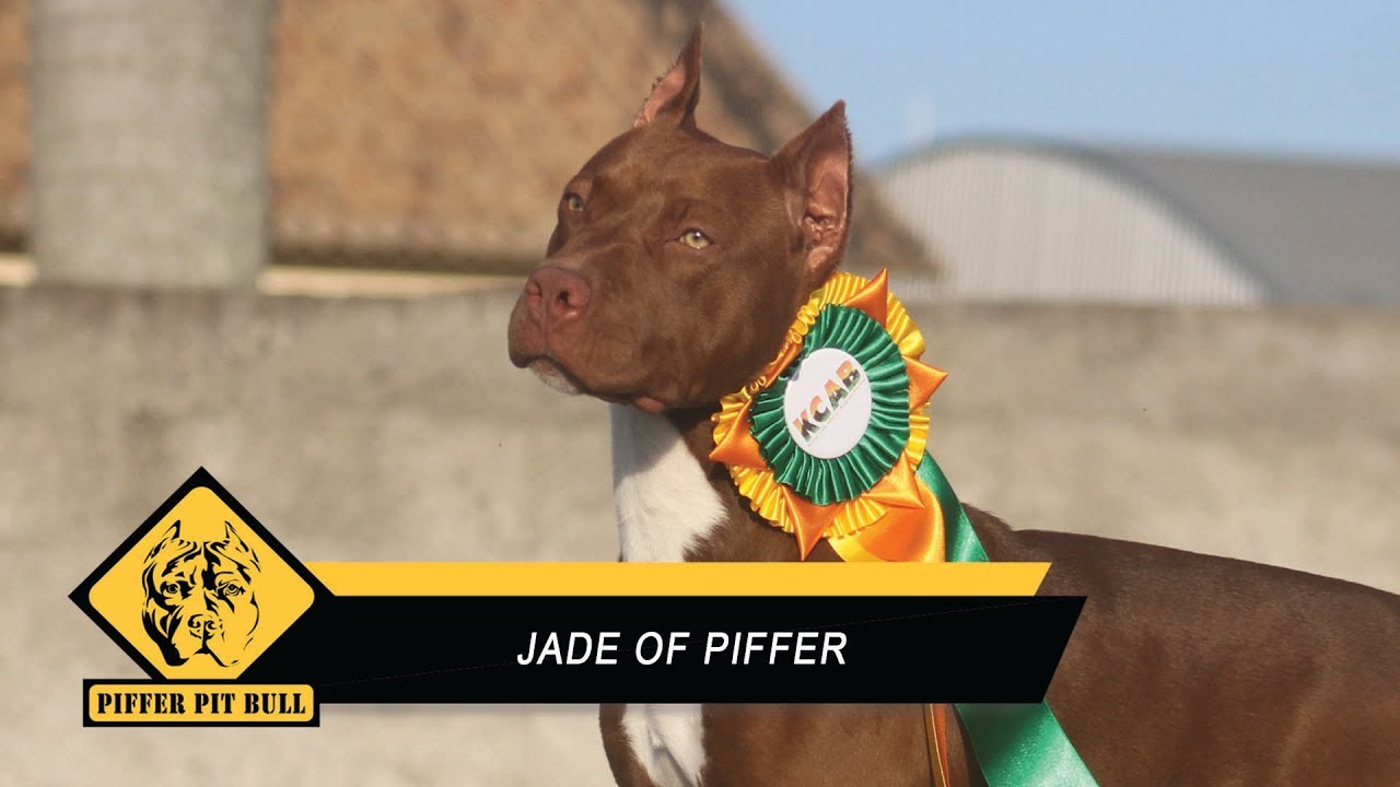 Jade of Piffer - Matriz - Piffer Pit Bull