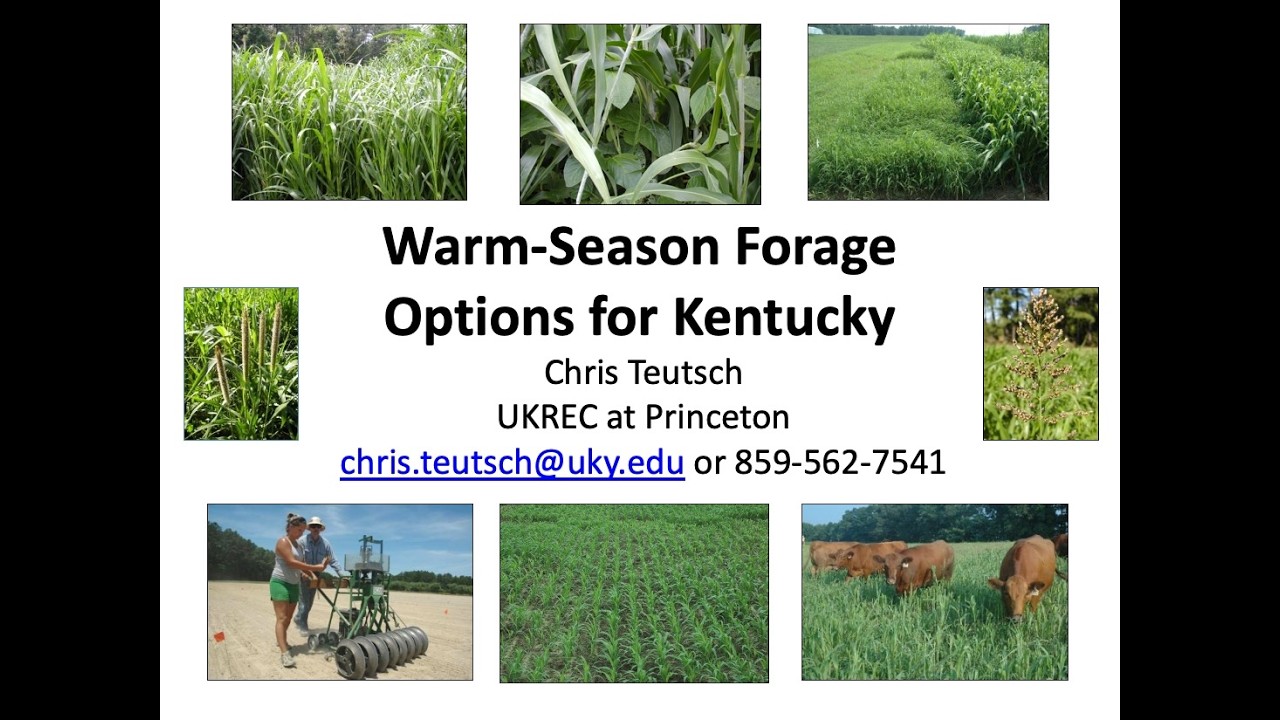 Warm-season forage options for Kentucky-Chris Teutsch